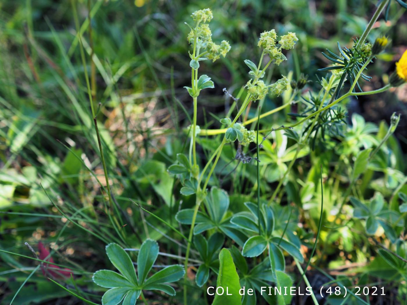 Lady's Mantle, Intermediate plant